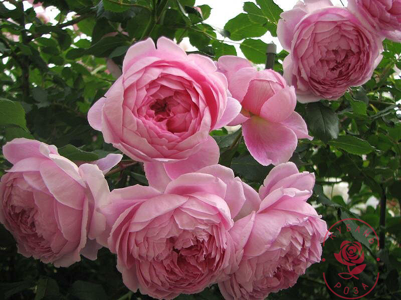 Роза Алан Титчмарш - прекрасное кустовое растение